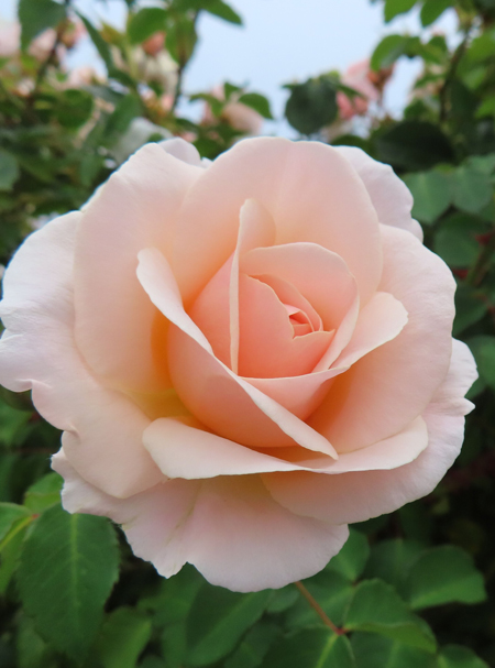 Individual Rose